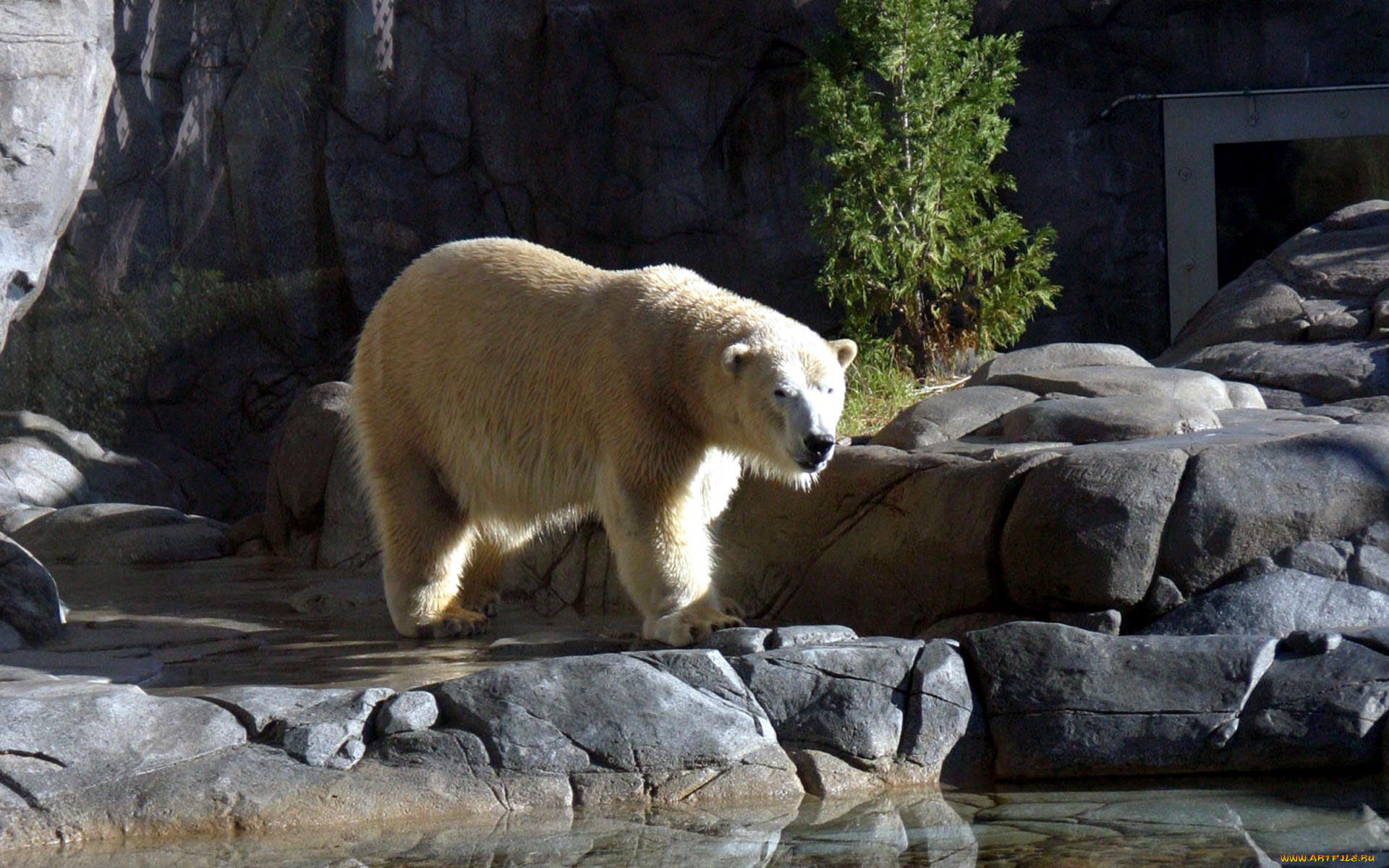 polar, bear, , 